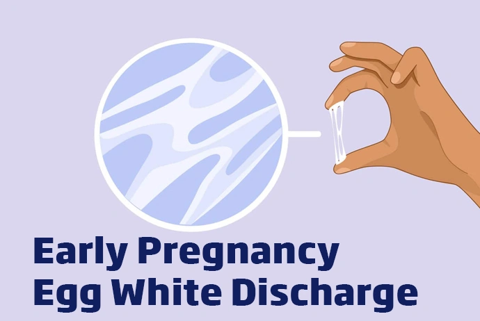 Early Pregnancy Egg White Discharge A4 Fertility