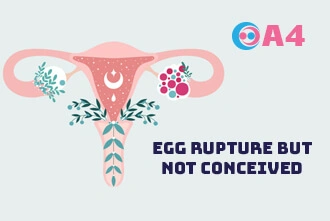egg-rupture-but-not-conceived-blog-middle-1