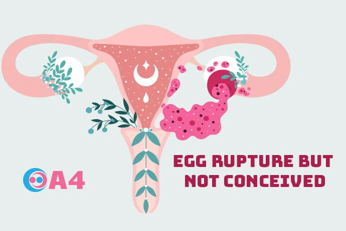 egg-rupture-but-not-conceived