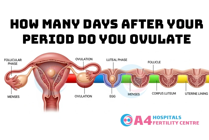 how-many-days-after-your-period-do-you-ovulate