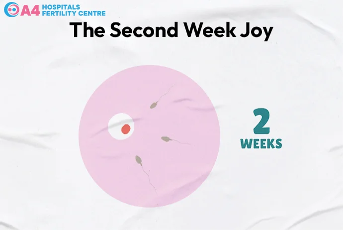 pregnancy-week-2