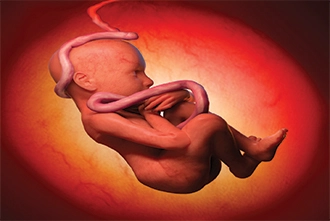 pregnancy-week-8a