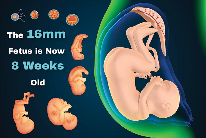 pregnancy-week-8